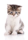 Cat, pet, and cute concept - kitten on a white background