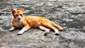 White orange brown color kitty cat chill sit on the grey concrete floor Royalty Free Stock Photo