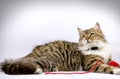 Cat (pet) - Maine Coon laying and posing Royalty Free Stock Photo
