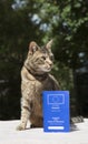 Cat and Pet Passport Royalty Free Stock Photo