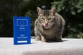 Cat and Pet Passport Royalty Free Stock Photo