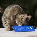 Cat and Pet Passport Royalty Free Stock Photo