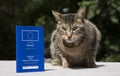 Cat with Pet Passport Royalty Free Stock Photo