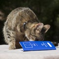 Cat with Pet Passport Royalty Free Stock Photo