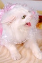 Cat,Pet photography,Lovely cat,Beautiful cat Royalty Free Stock Photo