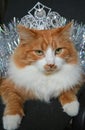 Cat pet with silver crown Christmas tinsel background Royalty Free Stock Photo