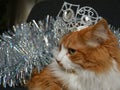 Cat pet with silver crown Christmas tinsel background Royalty Free Stock Photo