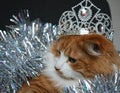 Cat pet with silver crown Christmas tinsel background Royalty Free Stock Photo