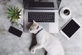 Cat pet sleep on work desk Royalty Free Stock Photo