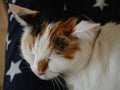 Cat pet sleeping home portrait Royalty Free Stock Photo