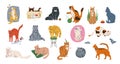 Cat pets vector illustration set. Cute kittens with different emotion sleeping, playing, stretching, hiding in box