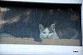 A cat with a philosophical look peeps out of the barn window Royalty Free Stock Photo