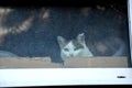 A cat with a philosophical look peeps out of the barn window Royalty Free Stock Photo