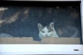 A cat with a philosophical look peeps out of the barn window Royalty Free Stock Photo