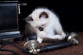 Cat on the phone Royalty Free Stock Photo