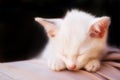 Cat photo - Angelic sleep 2 - Black background Royalty Free Stock Photo
