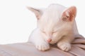 Cat photo - Angelic sleep 3