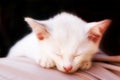 Cat photo - Angelic sleep - Black background Royalty Free Stock Photo