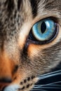 A cat photo close up, cat eye in details