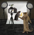 Cat photographing rat with cheese