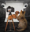 Cat photographer in studio 3 Royalty Free Stock Photo