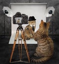 Cat photographer in studio 2 Royalty Free Stock Photo