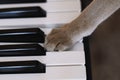 Cat and piano