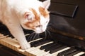 Cat on piano. White cat walking on piano keyboard