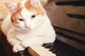 Cat on piano. White cat lying on the piano keyboard