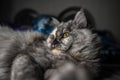Cat pic Royalty Free Stock Photo