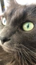 Up close charcoal cat Royalty Free Stock Photo