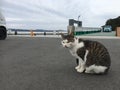 Cat at a pier