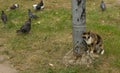 The cat and pigeons