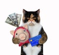 Cat with piggy bank and credit card Royalty Free Stock Photo