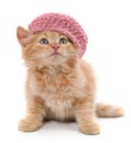 Cat in a pink beret Royalty Free Stock Photo