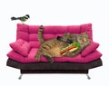Cat on pink divan eats hot dog Royalty Free Stock Photo
