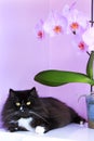 Cat and pink orchids on background.Vivivd interior