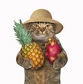 Cat with a pitaya and a pineapple