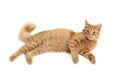 Cat plaful Royalty Free Stock Photo