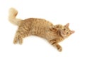 Cat plaful Royalty Free Stock Photo