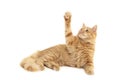 Cat plaful Royalty Free Stock Photo