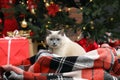 Cute cat on plaid under Christmas tree at home Royalty Free Stock Photo