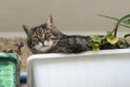 A Cat in a Planter