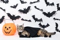 Cat with plastic pumpkin Royalty Free Stock Photo