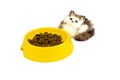 Cat plate with toy kitten Royalty Free Stock Photo