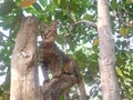 Cat play climb tree Royalty Free Stock Photo