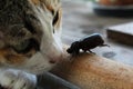 Cat play with dark brown beetle on the table Royalty Free Stock Photo
