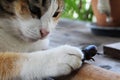 Cat play with dark brown beetle on the table Royalty Free Stock Photo