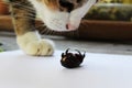 Cat play with dead dark brown beetle on the table Royalty Free Stock Photo