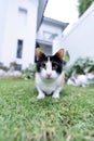 Cat Play on grass Royalty Free Stock Photo